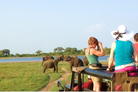 Van Dambulla: volledige dagsafari in Minneriya National Park