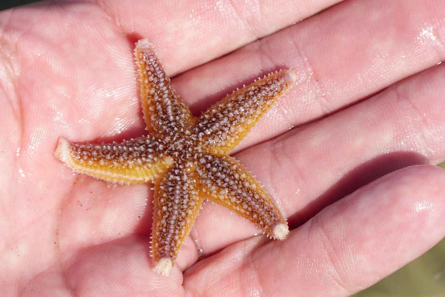 Zeeland Zeehonden strand safari NL/DE
