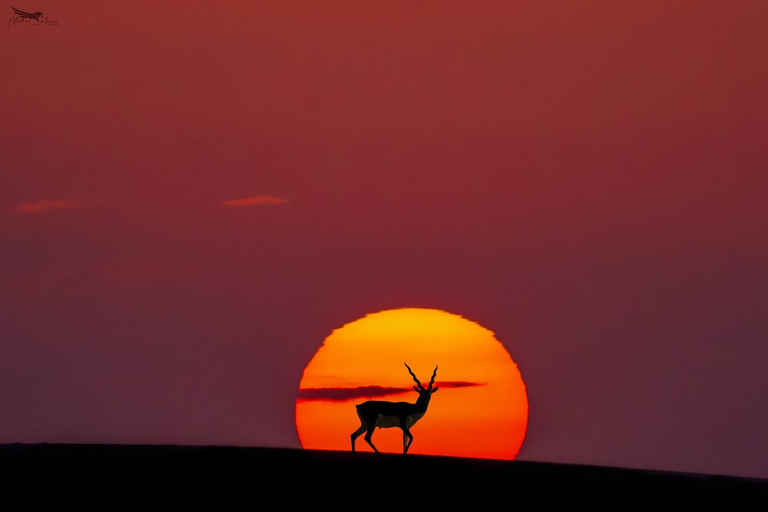 Doha: Arabic Costume, Desert Safari, Sandboarding & More Group Tour with Camel Ride in traditional Arabic Costume