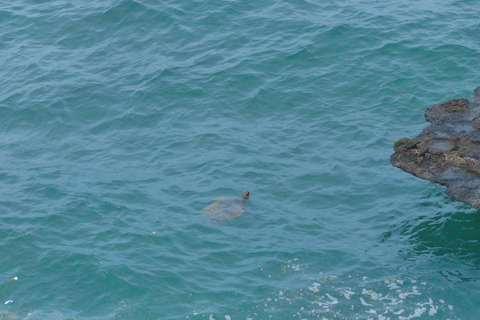 Boa vista: Piękne plaże, żółwie i nurkowanie z rurką na wyspie DjeuPrywatne: Piękne plaże, żółwie + Snorkel wyspa Djeu
