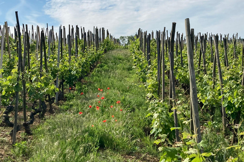 DUET RODZICE DZIECI WINO CÔTE-RÔTIE WYCIECZKA ZWIEDZANIE