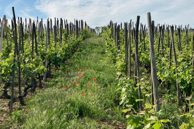 DUO PAIS CRIANÇAS VINHO CÔTE-RÔTIE TOUR VISITA