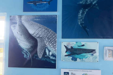 Lombok Sumbawa Best Sharing 2D1N Whale Shark With Snorkeling From Sumbawa Best Sharing 2D1N Whale Shark With Snorkeling