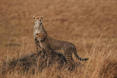 Maasai Mara: Highlight Safaris and exclusive game drives