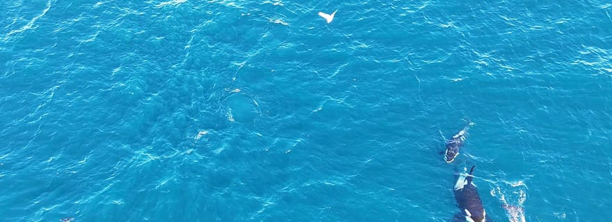 Skjervøy : safari des baleines et sortie en bateau de nuit pour admirer les aurores boréales