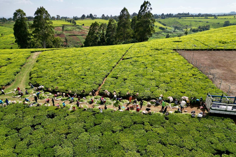 Excursão a uma fazenda de chá saindo de Nairóbi (Kiambethu)