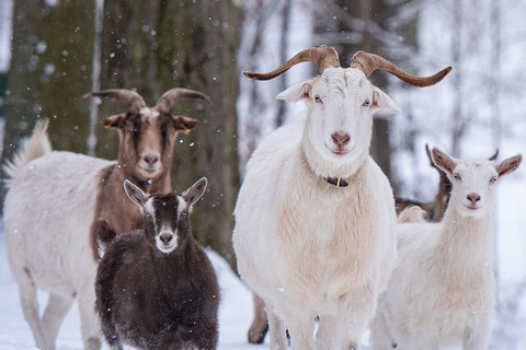 Goat hike near Dresden Goat hike near Dresden for 6-10 people (90 MINUTES)
