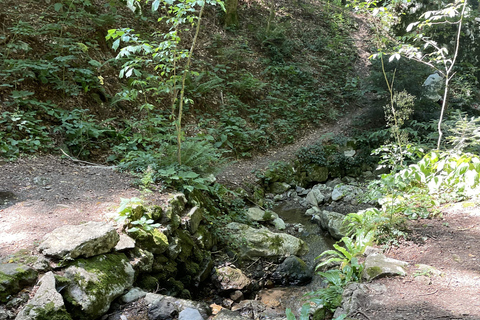 هونجكا: رحلة المشي لمسافات طويلة في جبل ميدفيدنيتسازغرب، هونجكا: نزهة لا تُنسى على جبل ميدفيدنيتسا