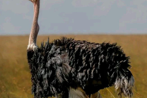 Overnight tour to Chyulu Hills National Park from Mombasa