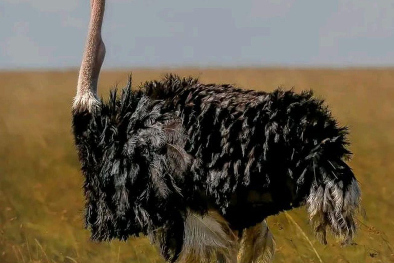 Overnight tour to Chyulu Hills National Park from Mombasa