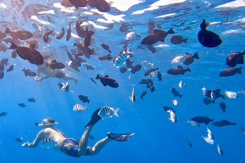 Oahu: Turtle Canyon Snorkeling Adventure with Gear