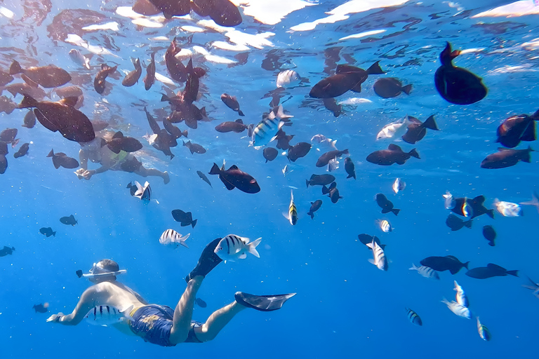 Oahu : aventure de plongée avec tuba dans le Turtle Canyon avec équipementOahu : Aventure de plongée avec tuba dans le Turtle Canyon, équipement fourni