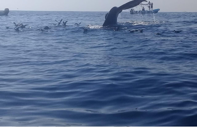 Dolphins and whales watching in Puerto Escondido.