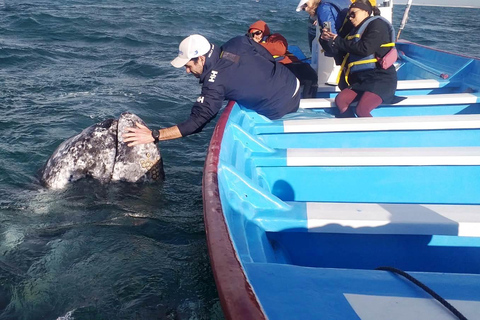 Grey Whale Watching at Mag Bay From Loreto