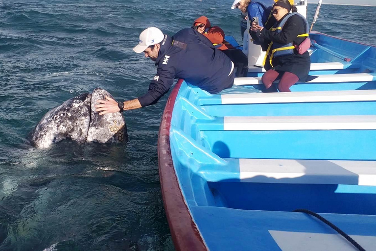 Grey Whale Watching at Mag Bay From Loreto