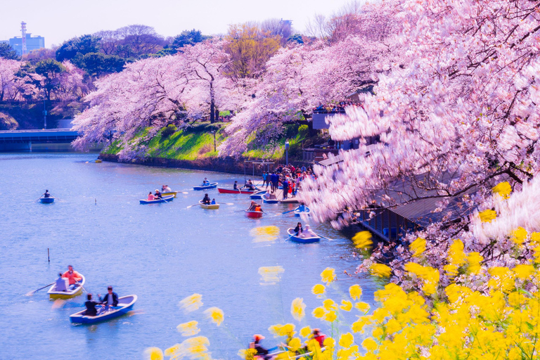 Cherry Blossom Seasonal Special: Classic Tokyo Day Tour Includes beef set meal