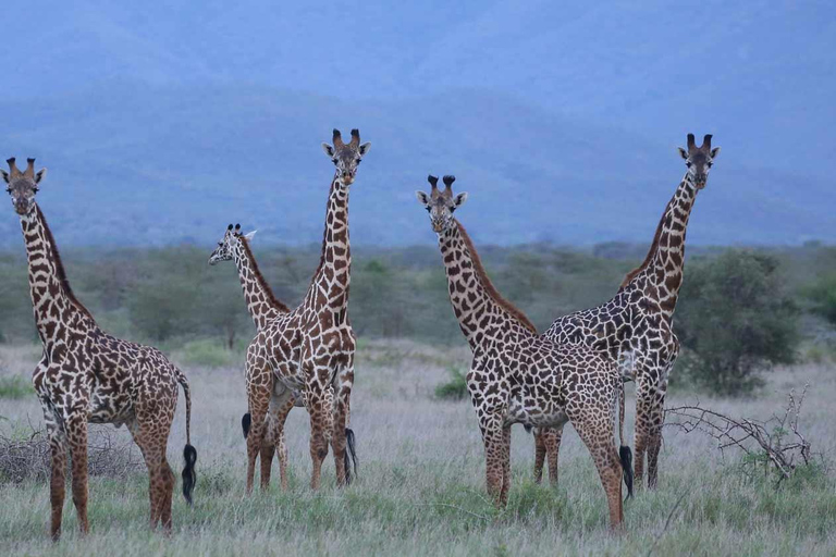 Excursión de un día al Parque Nacional de Mkomazi, hogar del rinoceronte negro