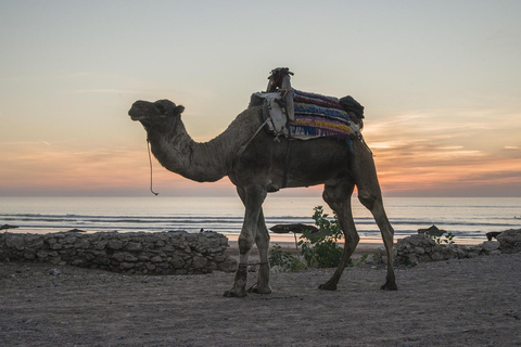 Djerba: Camel Ride, Flamingos, and Lagoon Tour