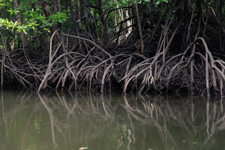 Langkawi Koninklijke Mangrove Tour met snorkelarrangementKleine boot (8 personen)
