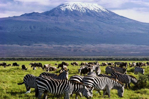 Nairobi : Excursion d&#039;une journée dans le parc national d&#039;Amboseli avec village Masai