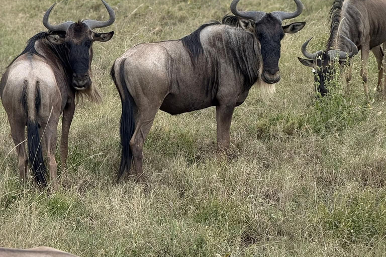 Nairobi to the Mara: 3-Day Private Romantic Safari Escape Nairobi: 3-Day Maasai Mara Private Safari for Couples