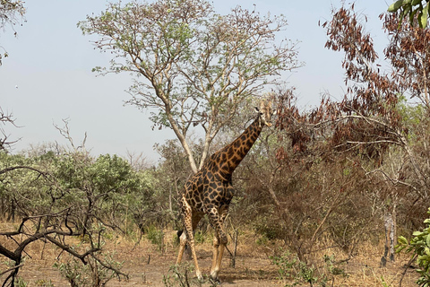 Fathala Wildlife Reserve Safari Tour