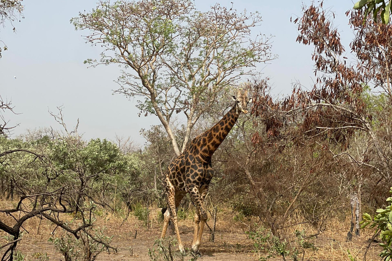 Fathala Wildlife Reserve Safari Tour
