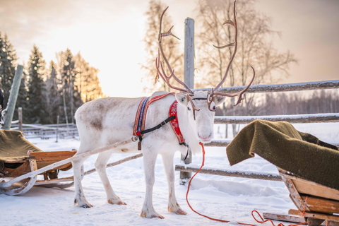 Rovaniemi: Local Reindeer Farm Visit with Sleigh Ride