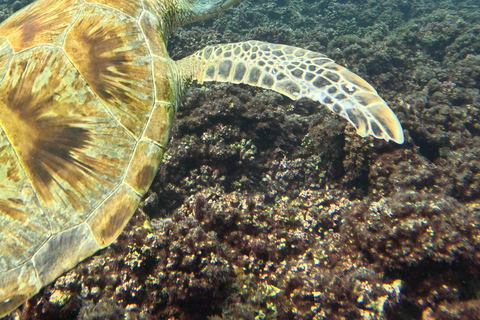 Muscat: Snorkeltur till ön Dimaniyat