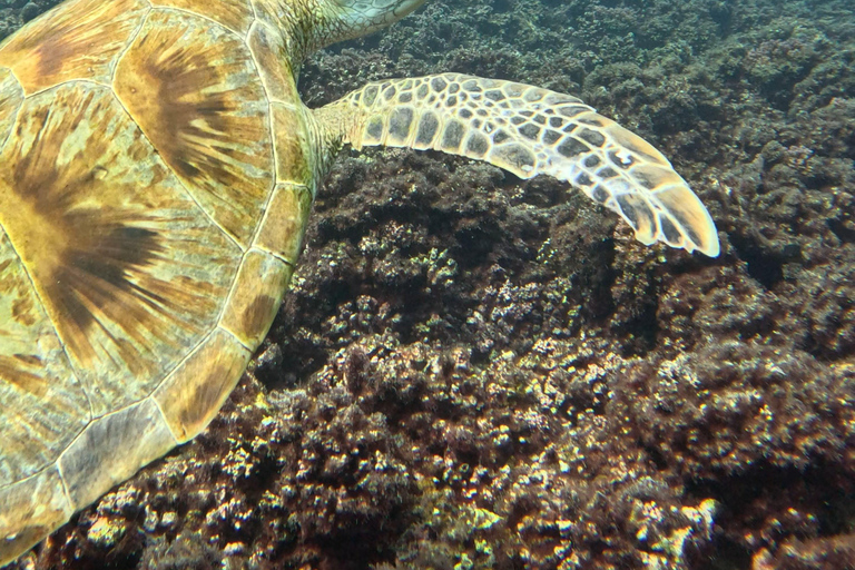 Muscat: gita di snorkeling all&#039;isola di Dimaniyat