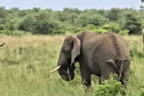 乌干达：2 天基巴莱黑猩猩徒步之旅和默奇森瀑布乌干达：基巴莱、塞穆利基和默奇森瀑布 3 日游