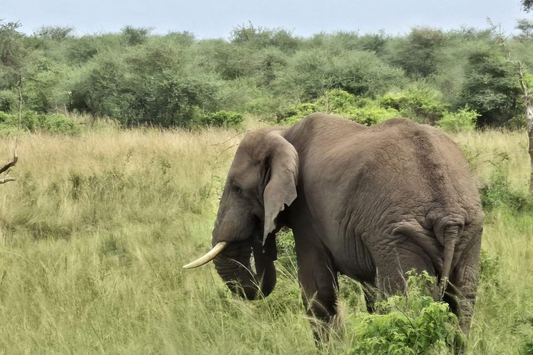 乌干达：2 天基巴莱黑猩猩徒步之旅和默奇森瀑布乌干达：基巴莱、塞穆利基和默奇森瀑布 3 日游