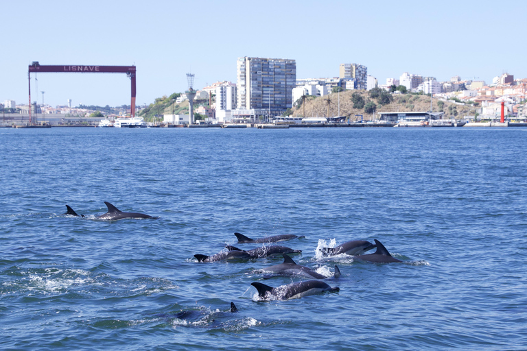 Lissabon: Bootstour zur DelfinbeobachtungLissabon: Bootstour mit Delfinbeobachtung