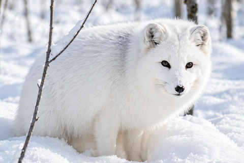Rovaniemi: Ranua Wildlife Park, Polar Bears & Arctic Animals ⭐ Ranua Highlights | 4h | Polar Bears | Most Popular
