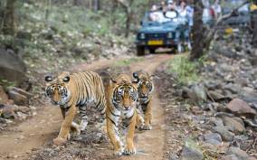 From Jaipur : 2 Days 1 Night Ranthambore Tiger Safari Tour