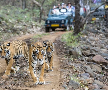 Tour del Parco Nazionale di Sariska in giornata da Delhi