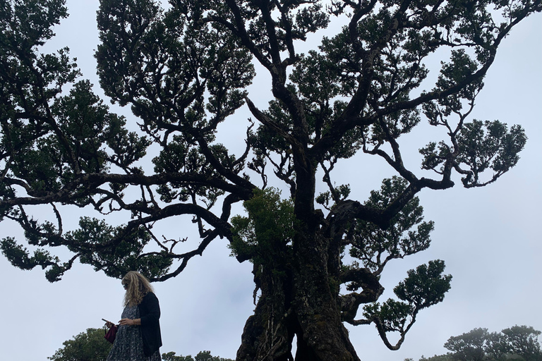 Madeira: tour panoramico privato per un massimo di 4 persone