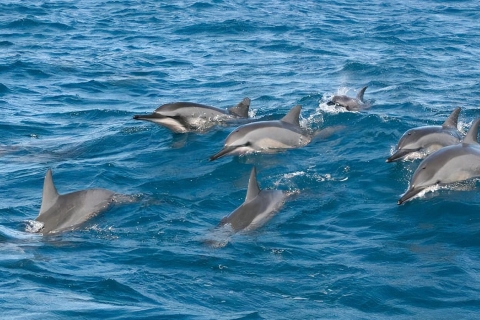 Dive into the Ultimate Dolphin Experience in Mauritius Dive into the Ultimate Dolphin Experience in Mauritius