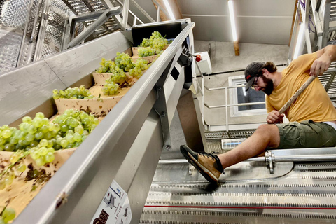 Alsace gourmande: Cellar visit and snack tasting