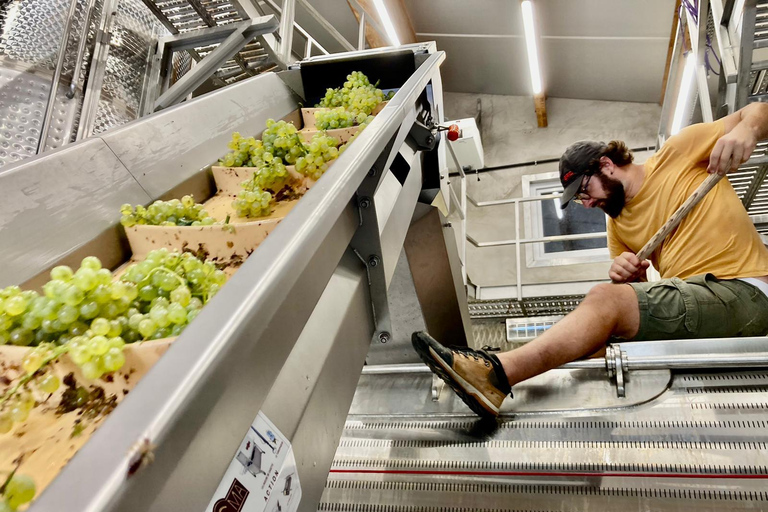 Alsace gourmande: Cellar visit and snack tasting