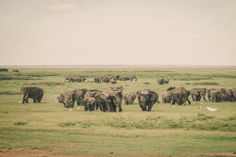 From Nairobi: 3-Day Amboseli National Park Safari with Meals