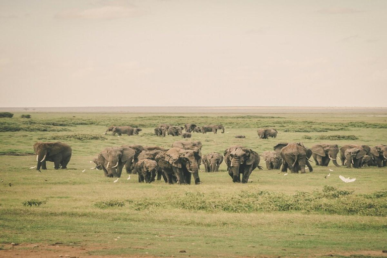From Nairobi: 3-Day Amboseli National Park Safari with Meals