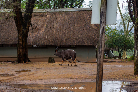 From Maputo: Eswatini Cultural and Nature Day Trip