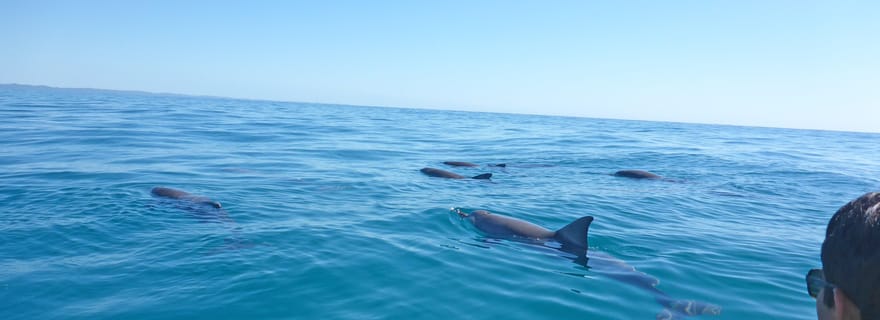 Excursion en kayak à la rencontre des dauphins et visite du parc national en 4X4 sur la plage (privée)