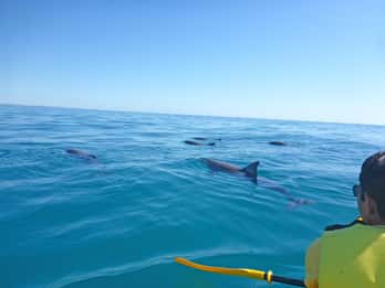 Excursión en kayak por los delfines y en 4x4 por la playa del Parque Nacional (Privado)