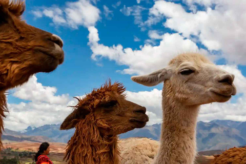 Privat: Ab Cusco |Spaziergang mit Alpakas und Lamas &amp; Picknick |