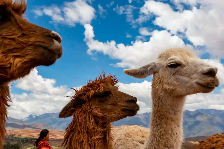 Privat: Ab Cusco |Spaziergang mit Alpakas und Lamas &amp; Picknick |