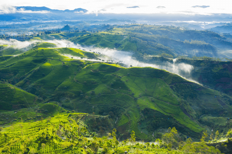 Jakarta : Circuit des lacs du cratère blanc volcanique et des plantations de thé