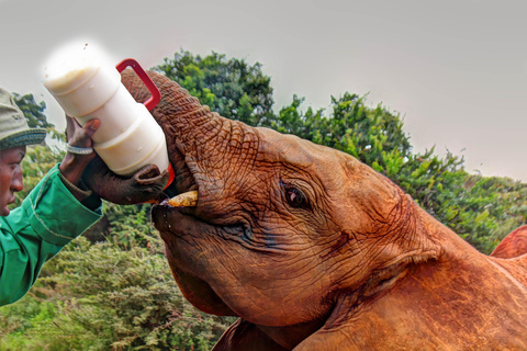 Visite de l'orphelinat d'éléphants et du centre de girafes David Sheldrick