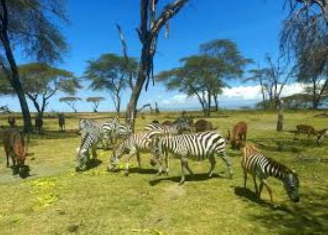 Lake Naivasha Adventure: Crescent Island with Boat Safari